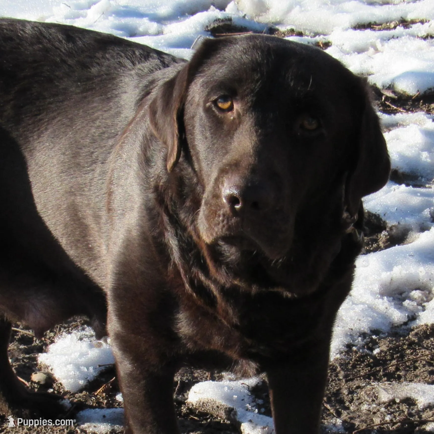 FULL AKC English orange collar, a male Labrador Retriever for sale in Bowie, TX – Photo 10 of 10