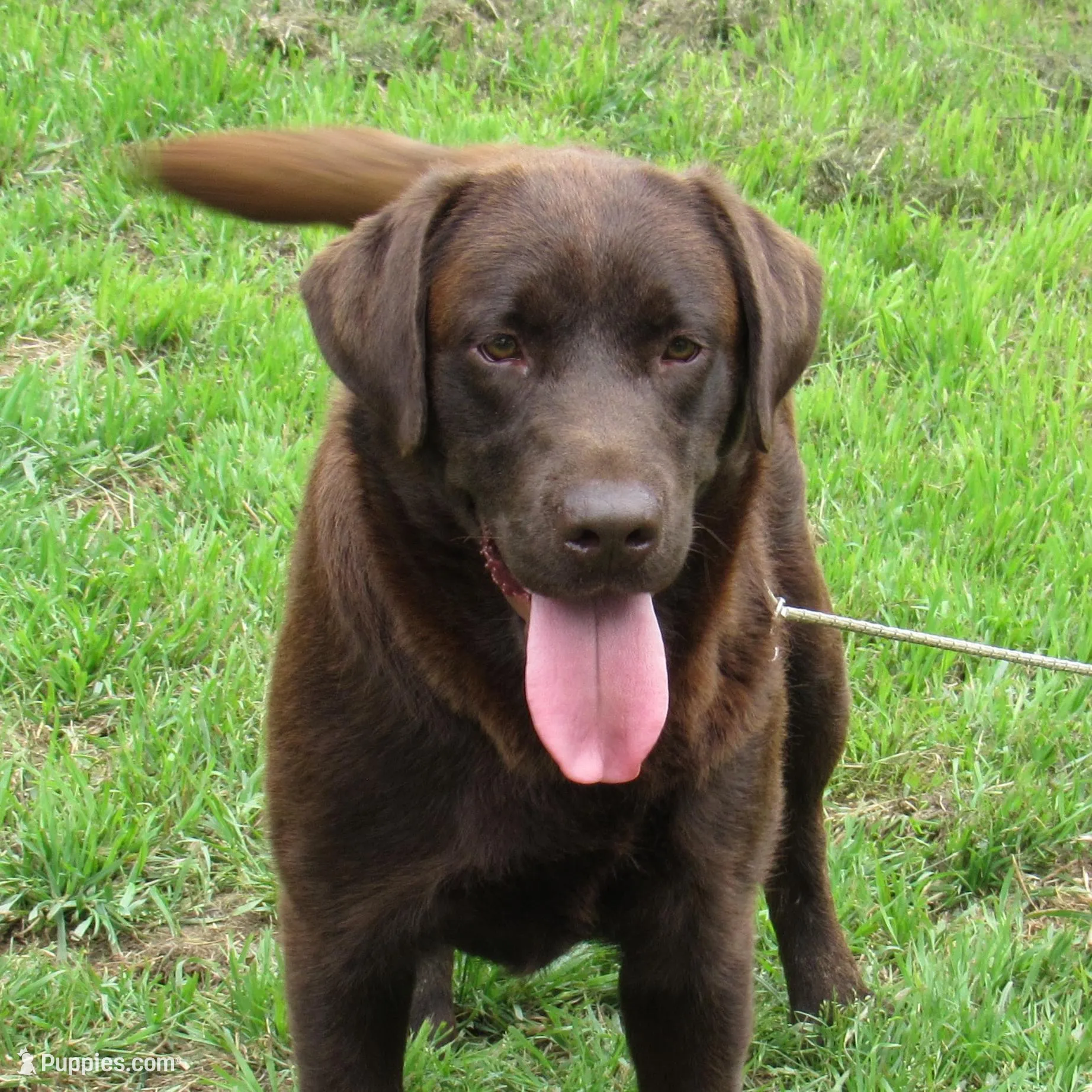 FULL AKC English orange collar, a male Labrador Retriever for sale in Bowie, TX – Photo 9 of 10