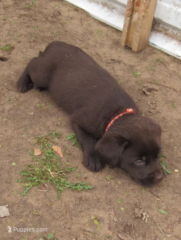 FULL AKC English orange collar – Labrador Retriever puppy for sale in Bowie, TX