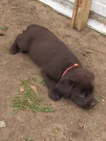 FULL AKC English orange collar, a male Labrador Retriever for sale in Bowie, TX – Photo 2 of 10