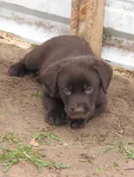 FULL AKC English orange collar, a male Labrador Retriever for sale in Bowie, TX – Photo 5 of 10