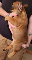 FULL AKC Red, a male French Bulldog for sale in Rogersville, TN – 2 of 3