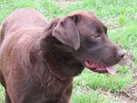 FULL AKC ENGLISH WYATT, a male Labrador Retriever for sale in Bowie, TX – 5 of 9