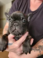 FULL AKC Pierre, a male French Bulldog for sale in Rogersville, TN – 3 of 4