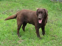 FULL AKC ENGLISH WYATT, a male Labrador Retriever for sale in Bowie, TX – 6 of 9