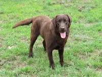 FULL AKC English green collar, a male Labrador Retriever for sale in Bowie, TX – Photo 8 of 8