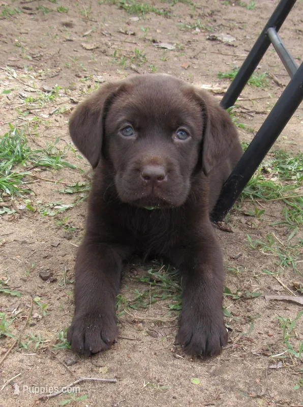 FULL AKC English green collar – Labrador Retriever puppy for sale in Bowie, TX
