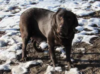 FULL AKC English green collar, a male Labrador Retriever for sale in Bowie, TX – Photo 7 of 8