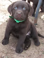 FULL AKC English green collar, a male Labrador Retriever for sale in Bowie, TX – Photo 2 of 8