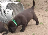 FULL AKC English green collar, a male Labrador Retriever for sale in Bowie, TX – Photo 5 of 8