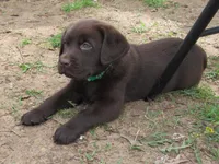 FULL AKC English green collar, a male Labrador Retriever for sale in Bowie, TX – Photo 3 of 8