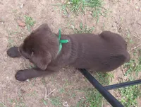 FULL AKC English green collar, a male Labrador Retriever for sale in Bowie, TX – Photo 6 of 8