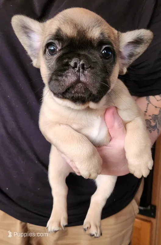 FULL AKC Tom – French Bulldog puppy for sale in Rogersville, TN