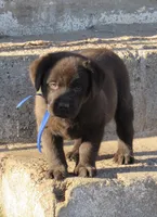 FULL AKC English blue collar, a male Labrador Retriever for sale in Bowie, TX – Photo 7 of 9