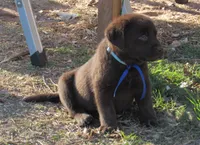 FULL AKC English blue collar, a male Labrador Retriever for sale in Bowie, TX – Photo 6 of 9