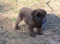 FULL AKC English blue collar, a male Labrador Retriever for sale in Bowie, TX – Photo 1 of 9