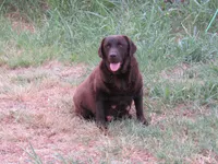 FULL AKC English blue collar, a male Labrador Retriever for sale in Bowie, TX – Photo 8 of 9