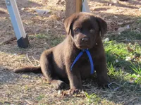 FULL AKC English blue collar, a male Labrador Retriever for sale in Bowie, TX – Photo 4 of 9