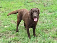 FULL AKC English blue collar, a male Labrador Retriever for sale in Bowie, TX – Photo 9 of 9