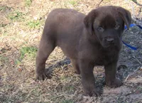 FULL AKC English blue collar, a male Labrador Retriever for sale in Bowie, TX – Photo 3 of 9