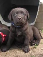 FULL AKC English blue collar, a male Labrador Retriever for sale in Bowie, TX – Photo 3 of 9