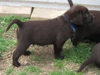 FULL AKC English blue collar, a male Labrador Retriever for sale in Bowie, TX – Photo 5 of 9