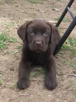 FULL AKC English male, a male Labrador Retriever for sale in Bowie, TX – Photo 3 of 9