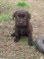 FULL AKC English male, a male Labrador Retriever for sale in Bowie, TX – Photo 6 of 9