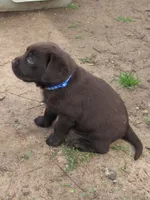 FULL AKC English blue collar, a male Labrador Retriever for sale in Bowie, TX – Photo 6 of 9