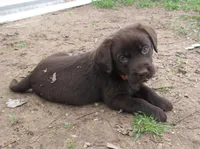 FULL AKC English male, a male Labrador Retriever for sale in Bowie, TX – Photo 5 of 9