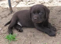 FULL AKC English male, a male Labrador Retriever for sale in Bowie, TX – Photo 2 of 9