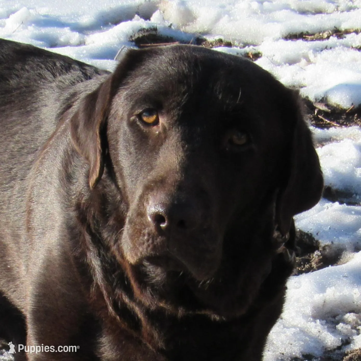 FULL AKC English male, a male Labrador Retriever for sale in Bowie, TX – Photo 8 of 9