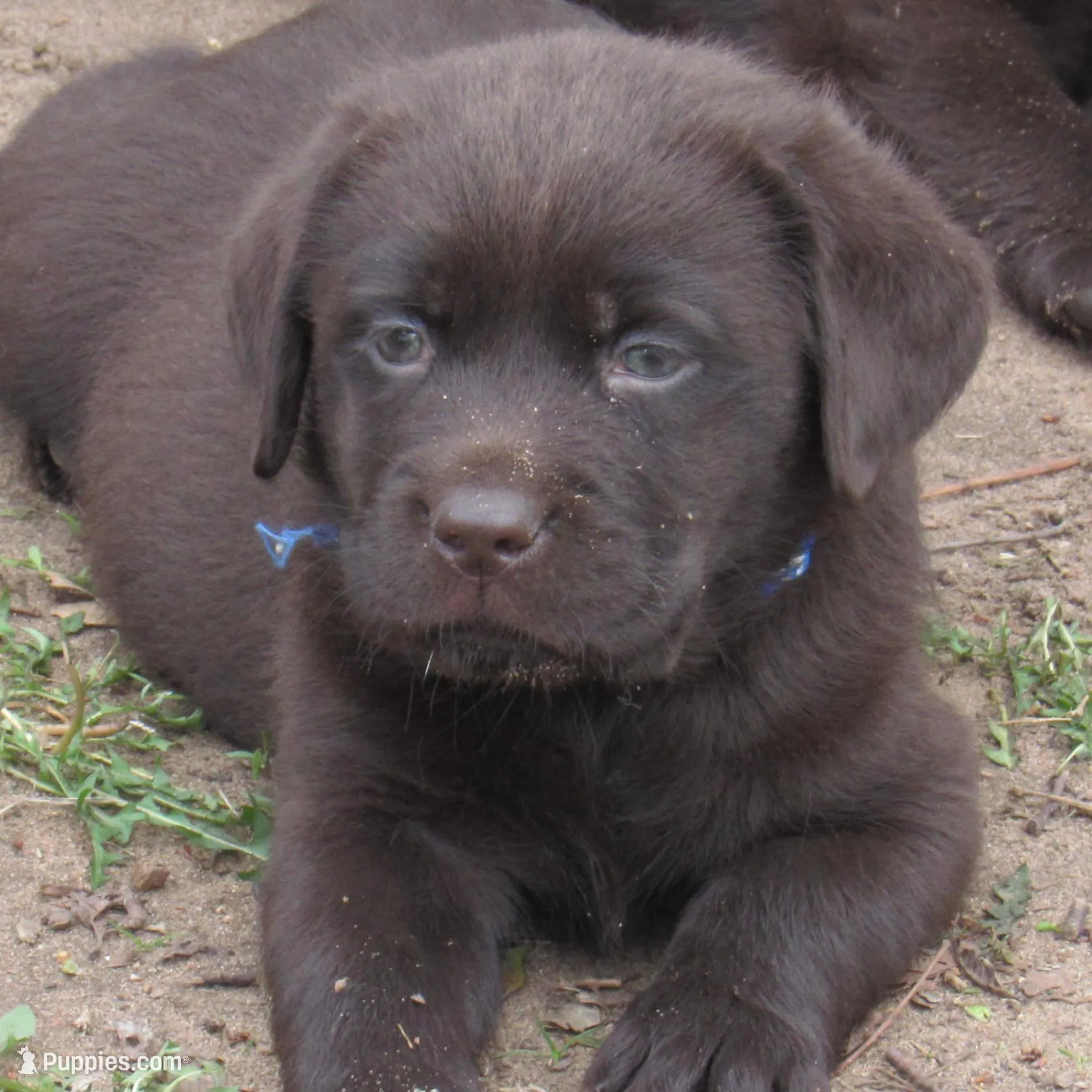 FULL AKC English male – Labrador Retriever puppy for sale in Bowie, TX