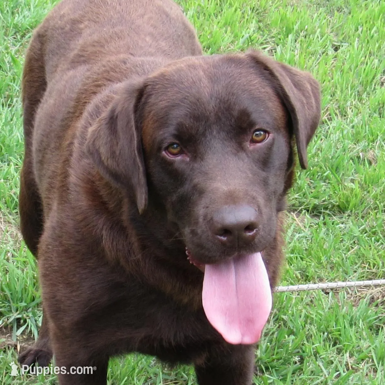 FULL AKC English male, a male Labrador Retriever for sale in Bowie, TX – Photo 9 of 9