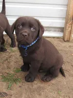 FULL AKC English blue collar, a male Labrador Retriever for sale in Bowie, TX – Photo 4 of 9