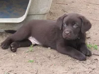 FULL AKC English male, a male Labrador Retriever for sale in Bowie, TX – Photo 4 of 9