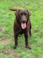 FULL AKC ENGLISH WYATT, a male Labrador Retriever for sale in Bowie, TX – 7 of 9