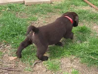FULL AKC English red collar, a male Labrador Retriever for sale in Bowie, TX – Photo 3 of 7
