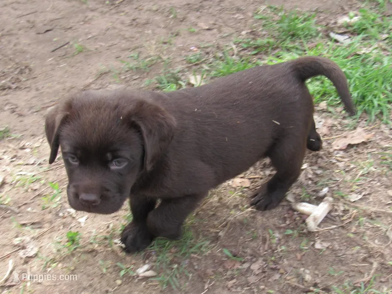 FULL AKC English red collar – Labrador Retriever puppy for sale in Bowie, TX