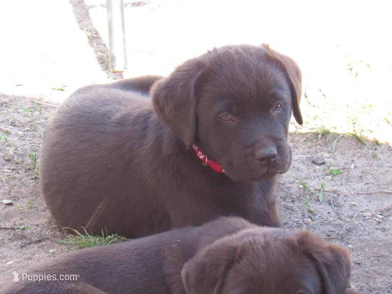 FULL AKC English red collar – Labrador Retriever puppy for sale in Bowie, TX