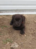 FULL AKC English red collar, a male Labrador Retriever for sale in Bowie, TX – Photo 2 of 7