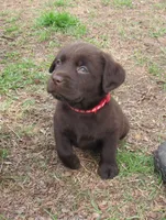 FULL AKC English red collar, a male Labrador Retriever for sale in Bowie, TX – Photo 5 of 7