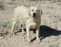FULL AKC ENGLISH LUMEN, a female Labrador Retriever for sale in Bowie, TX – 6 of 7