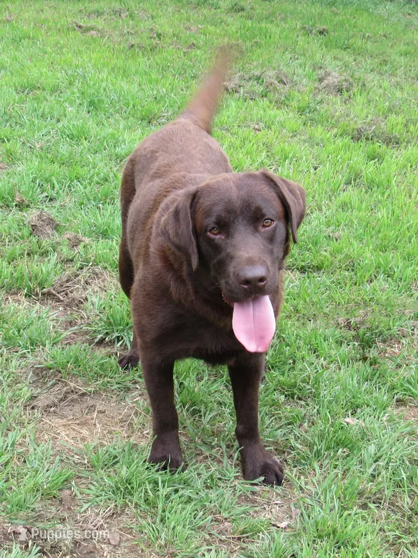 FULL AKC ENGLISH WYATT – Labrador Retriever puppy for sale in Bowie, TX