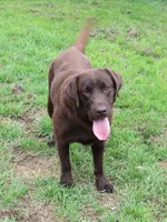 FULL AKC ENGLISH WYATT, a male Labrador Retriever for sale in Bowie, TX – 2 of 9