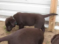 FULL AKC English teal collar, a female Labrador Retriever for sale in Bowie, TX – Photo 2 of 6