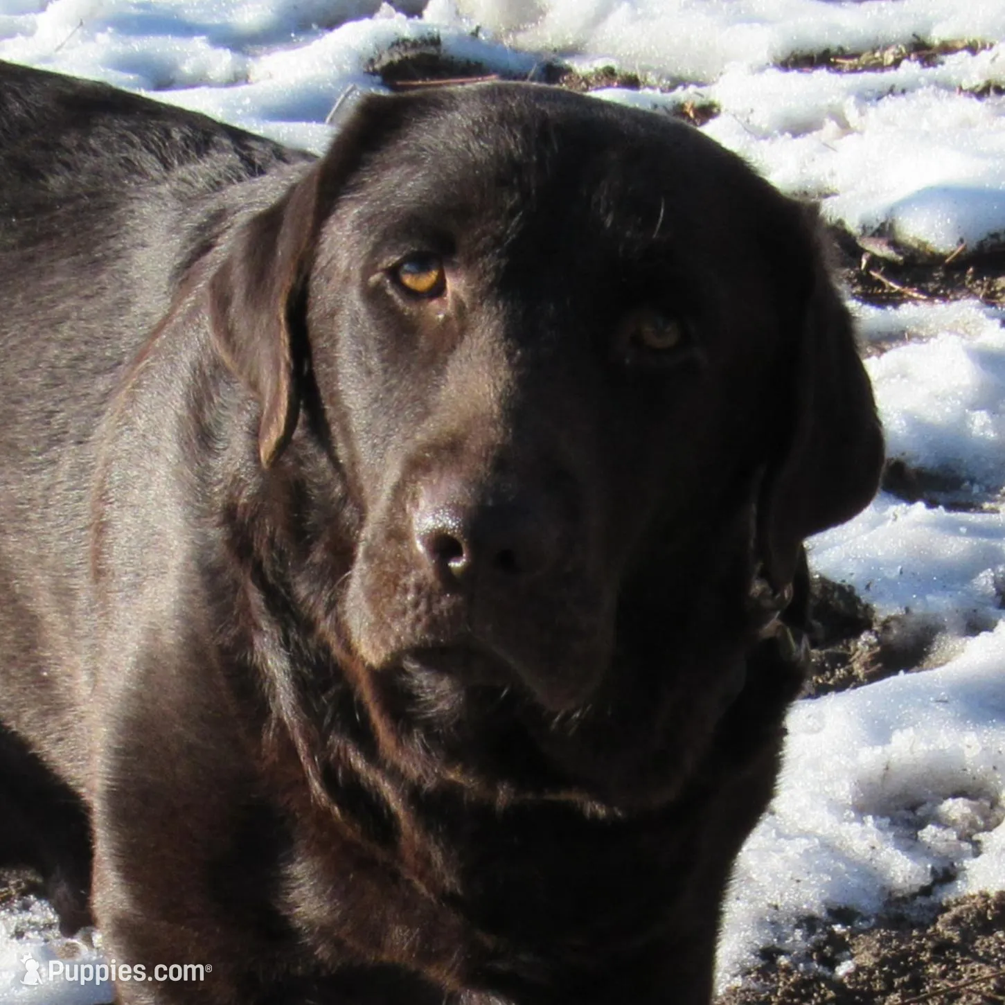 FULL AKC English teal collar, a female Labrador Retriever for sale in Bowie, TX – Photo 6 of 6