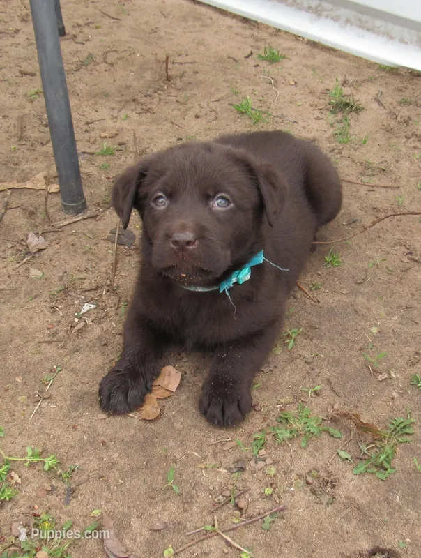FULL AKC English teal collar – Labrador Retriever puppy for sale in Bowie, TX