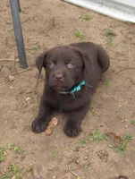 FULL AKC English teal collar, a female Labrador Retriever for sale in Bowie, TX – Photo 1 of 6