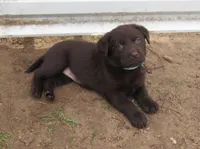 FULL AKC English teal collar, a female Labrador Retriever for sale in Bowie, TX – Photo 3 of 6